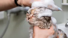 Kun je een kat wassen met shampoo voor mensen? Een zoöloog beantwoordt een veelgestelde vraag