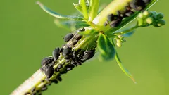 Bladluis verdwijnt van planten zonder chemicaliën en zonder kosten: onthoud deze simpele methode
